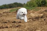 BICHON FRISE 103